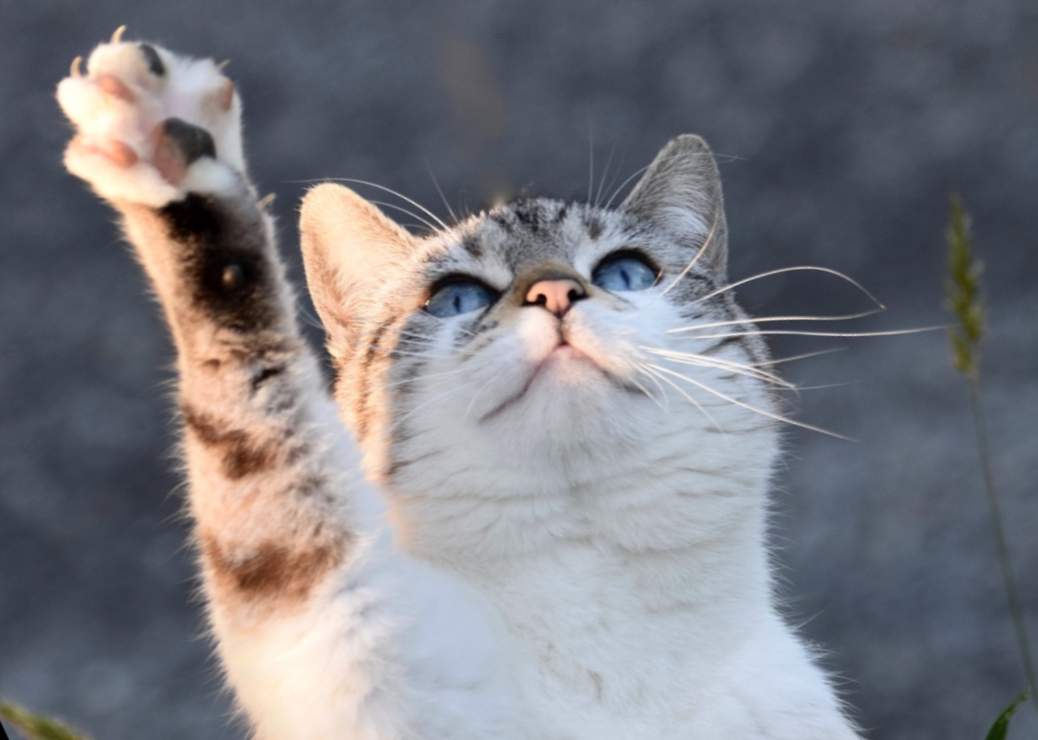 Trendige und gesunde Katzenfütterung: Warum Anti-Schling-Näpfe der neue Trend sind